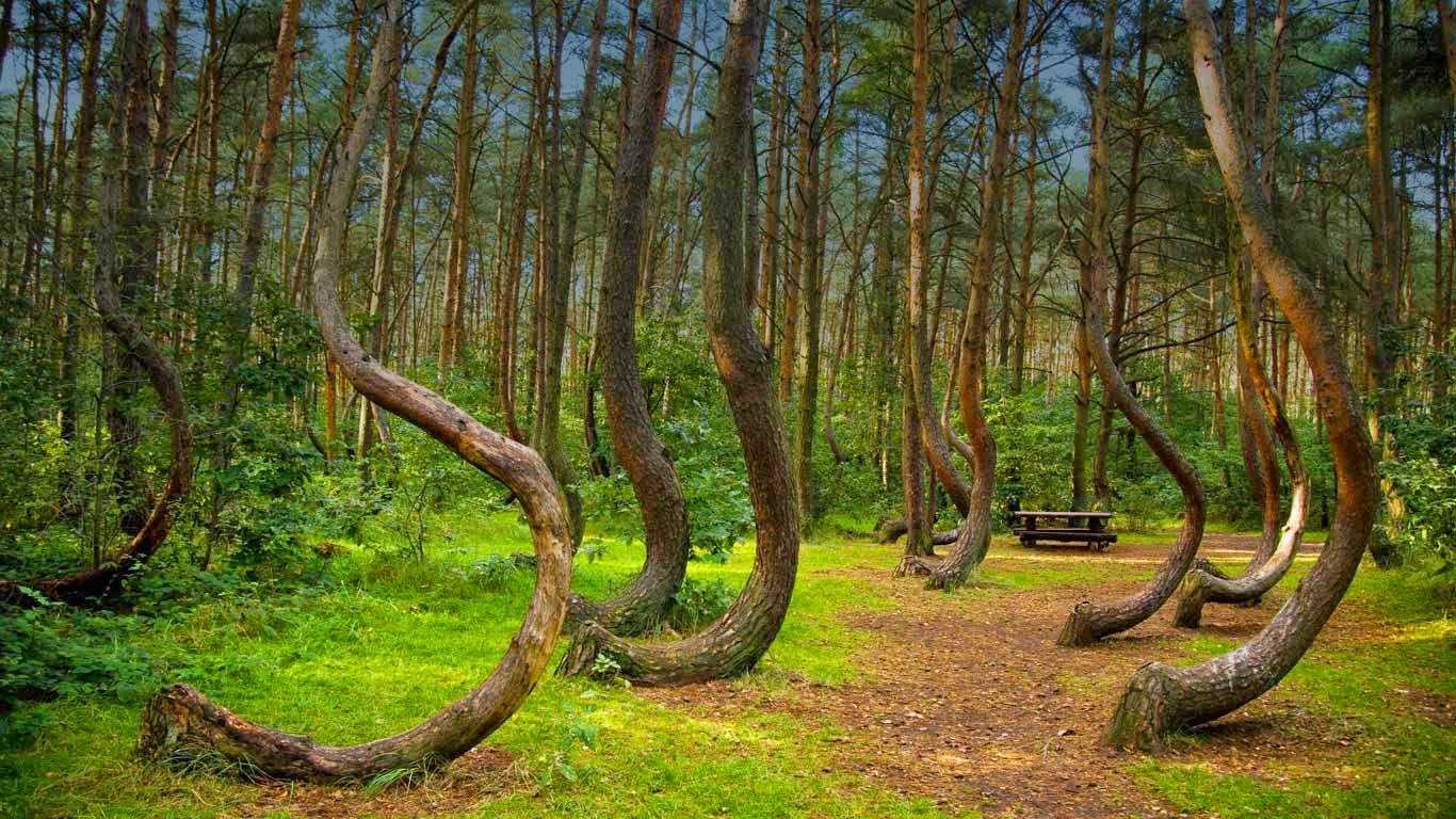 Интересные факты о хвойных растениях