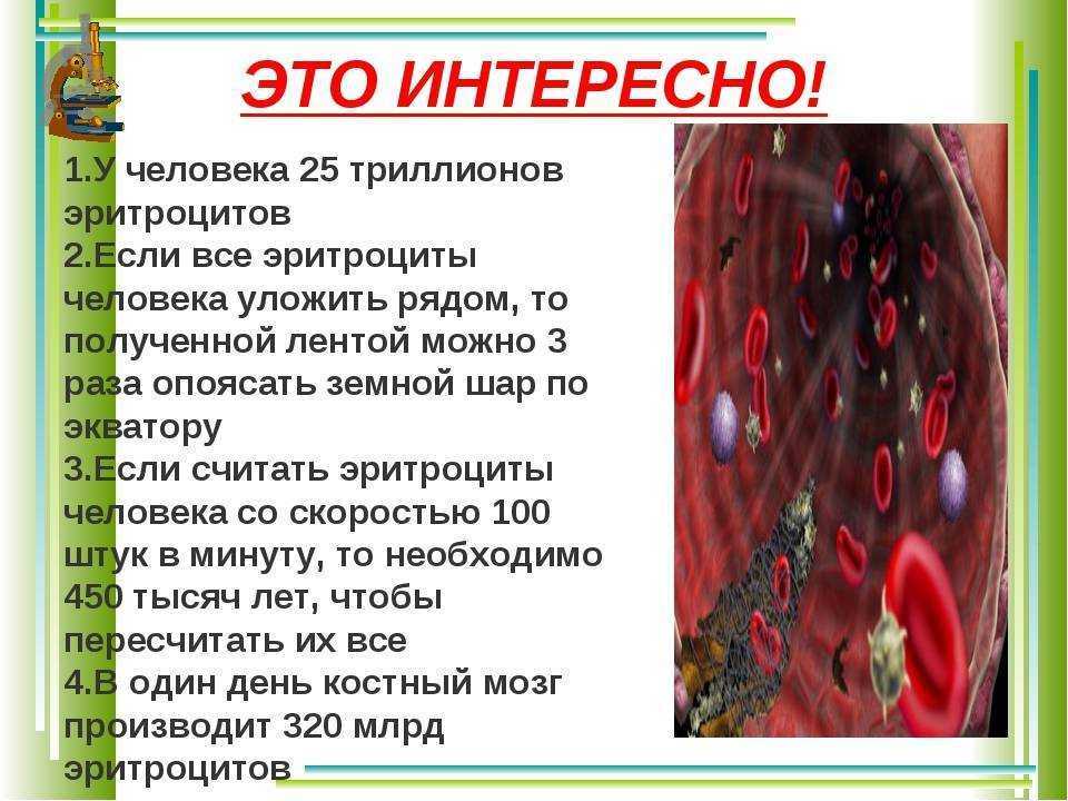Кровь и кровообращение