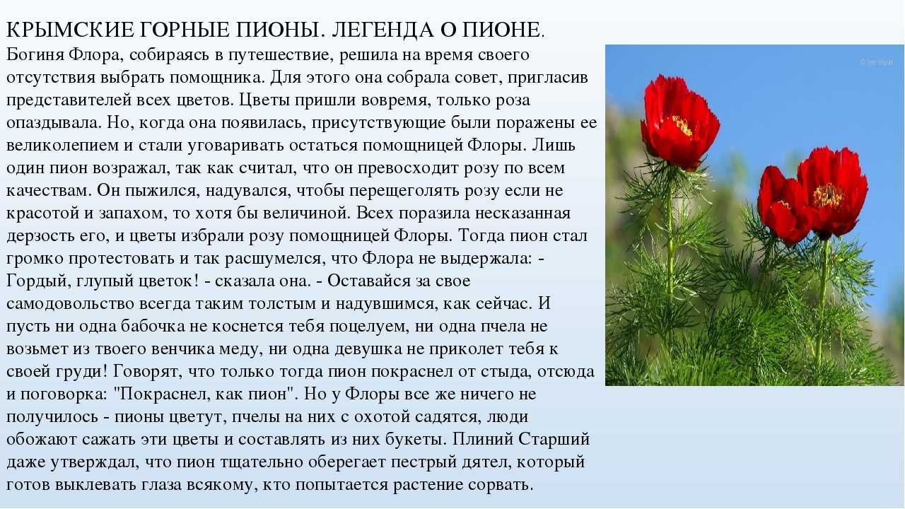 Пионы по фен шуй для одинокого мужчины и незамужней девушки