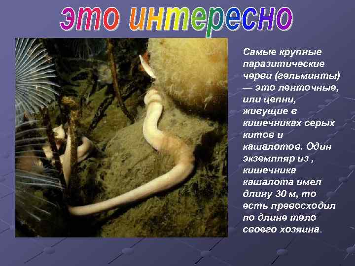 Тип кольчатые черви
