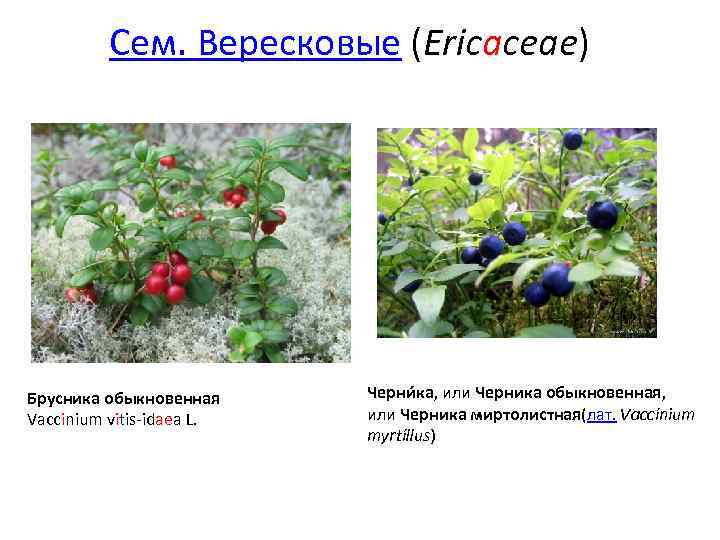 Питание в экстремальных условиях: дикорастущие растения
