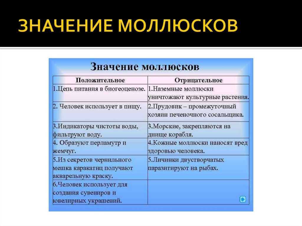 Значение моллюсков. Моллюски значение в природе и жизни человека.