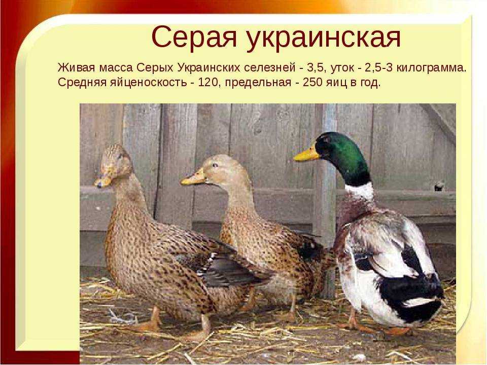 Утка кряква перелетная птица или нет? удивительная утка кряква и ее образ жизни