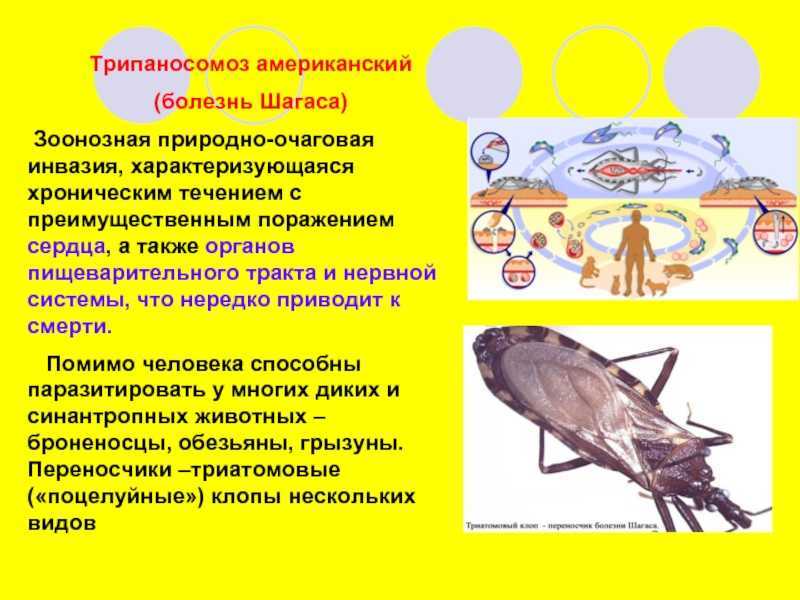 Триатомовые клопы – насекомые, убивающие поцелуем