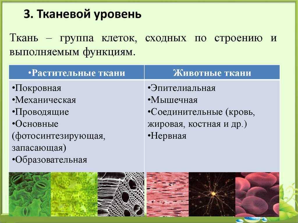 10 интересных фактов о растениях, которые могут вас удивить