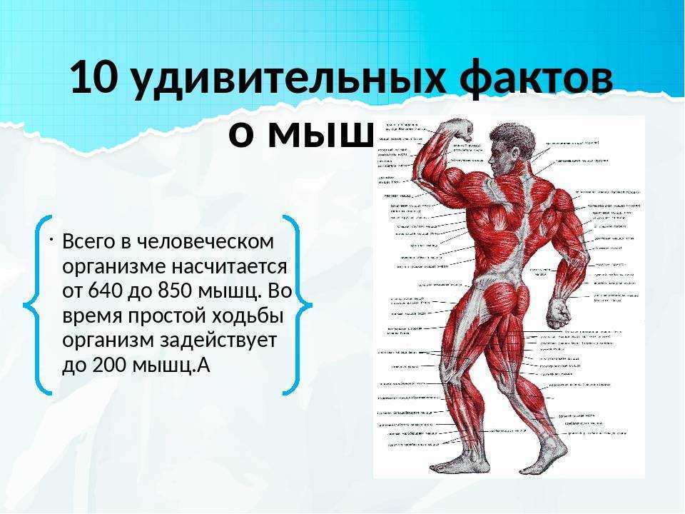 Какие мышцы качаются при беге. Мышцы человеческого тела. Мышечная система человека. Мышцы участвующие при ходьбе. Мышцы на теле человека.