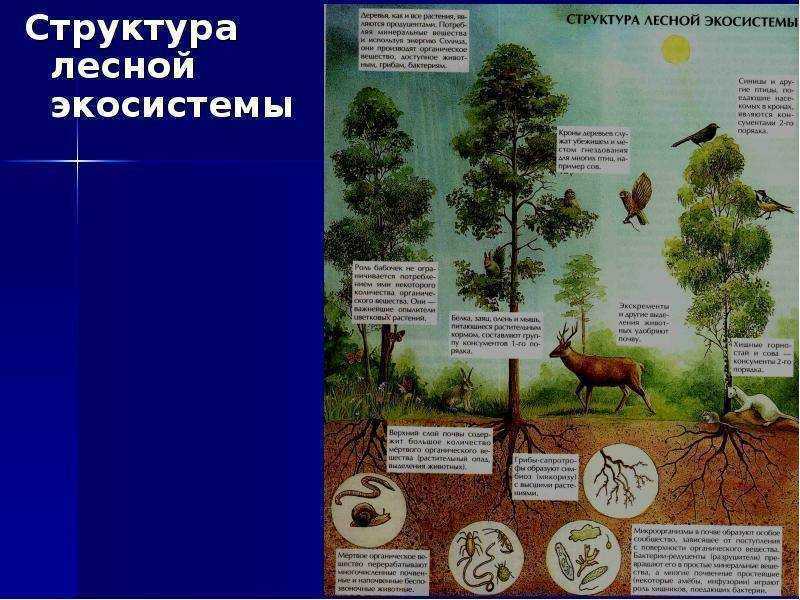 Хвойный лес и растения, которые в нем произрастают :: syl.ru