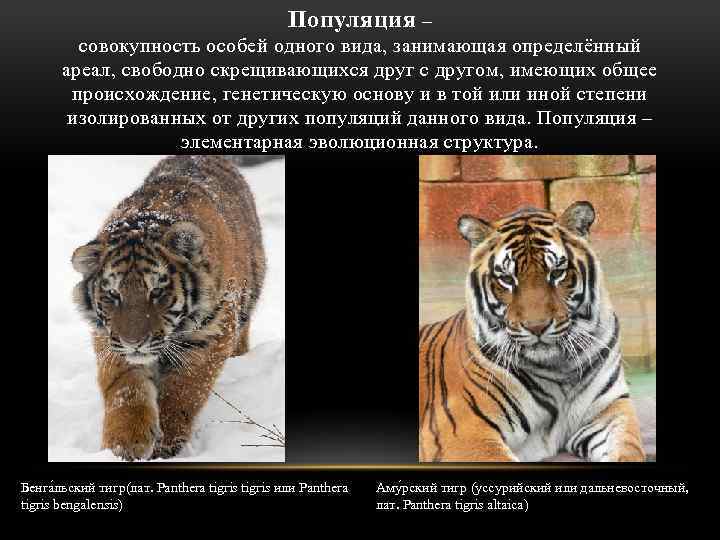 Амурский тигр: интересные и удивительные факты