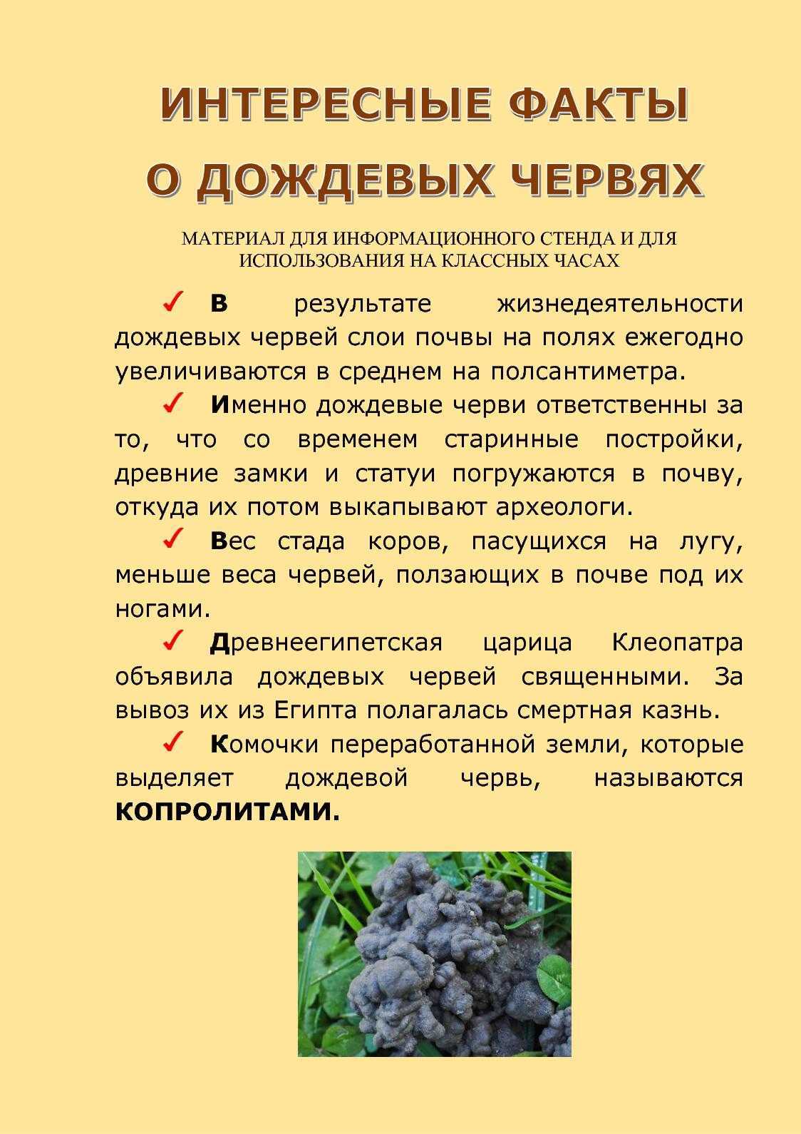 Дождевой червь