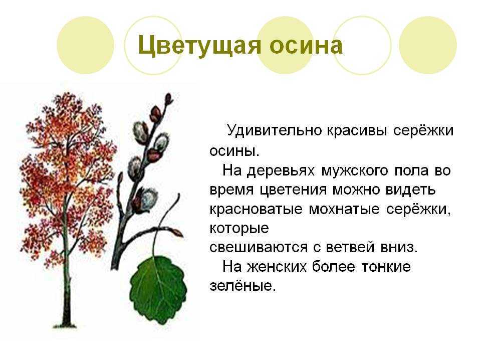 Дерево осина фото и описание для детей