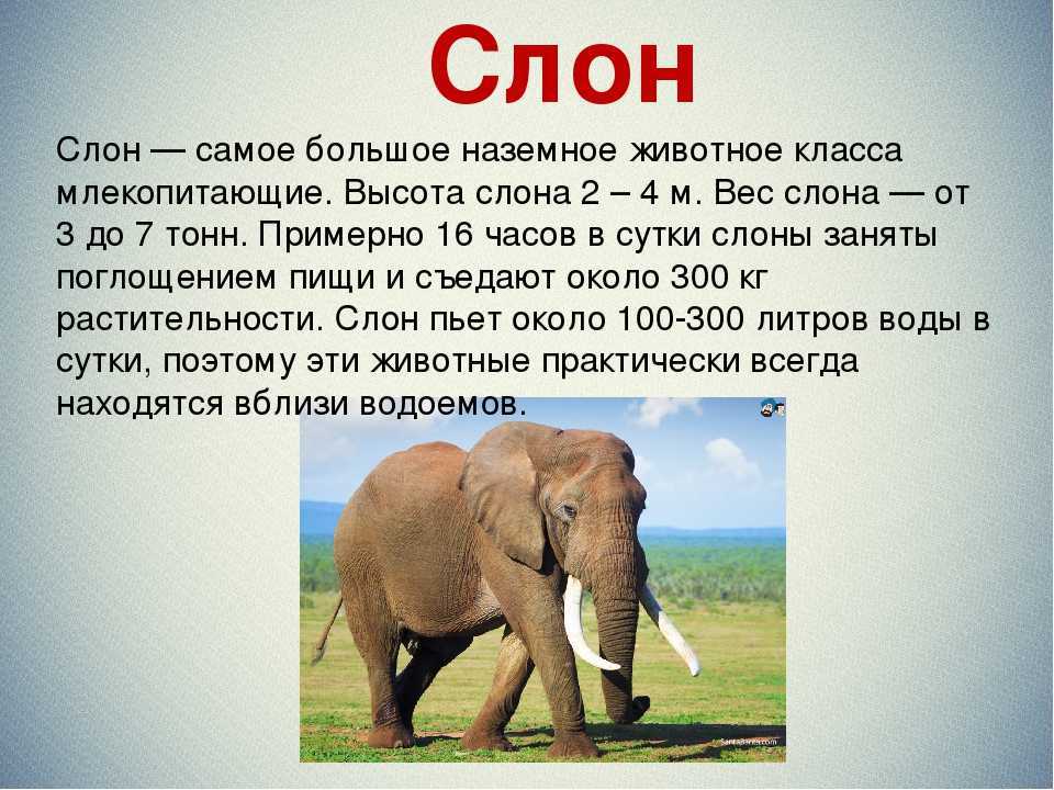 Топ 10 самых тяжелых животных в мире • всезнаешь.ру