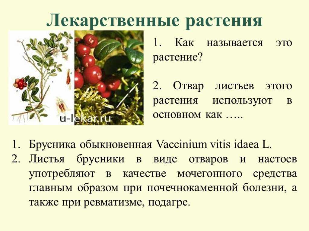 Лесные 🌿 растения со съедобными и несъедобными плодами | название + фото