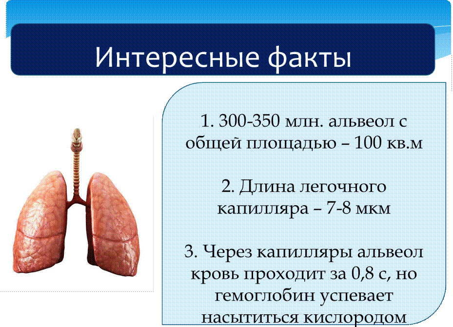 3 интересных факта о органе. Факты о дыхательной системе человека 3. Факты о легких. Интересные факты о дыхательной системе. Интересные факты про лёгкие.