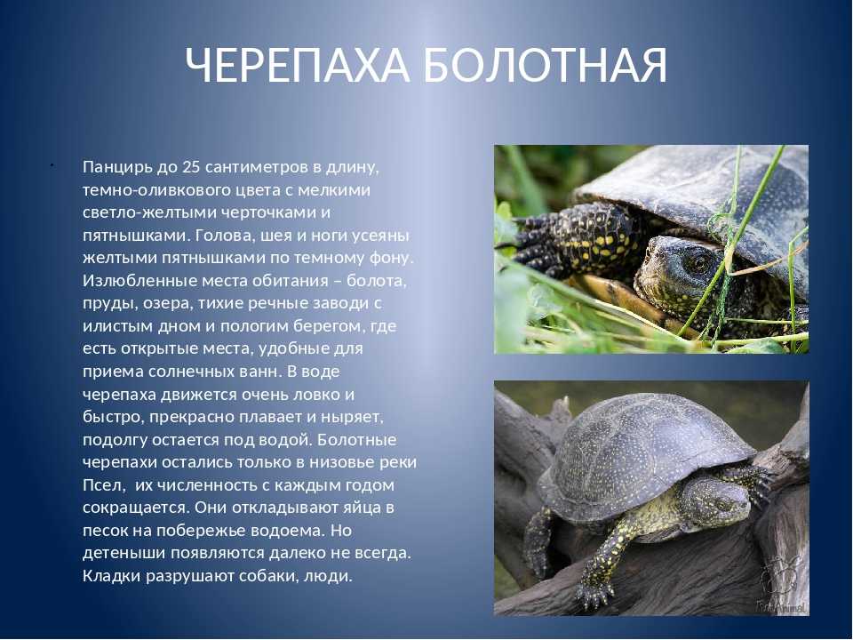 Черепахи особенности строения и представители. Среднеазиатская Болотная черепаха. Черепашата Болотной черепахи. Европейская Болотная черепаха (Emys orbicularis). Пресмыкающиеся Болотная черепаха.