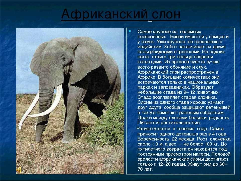 В какой природной зоне африки обитает слон. Слоны доклад. Доклад про слона. Слоны для презентации. Презентация про слонов.