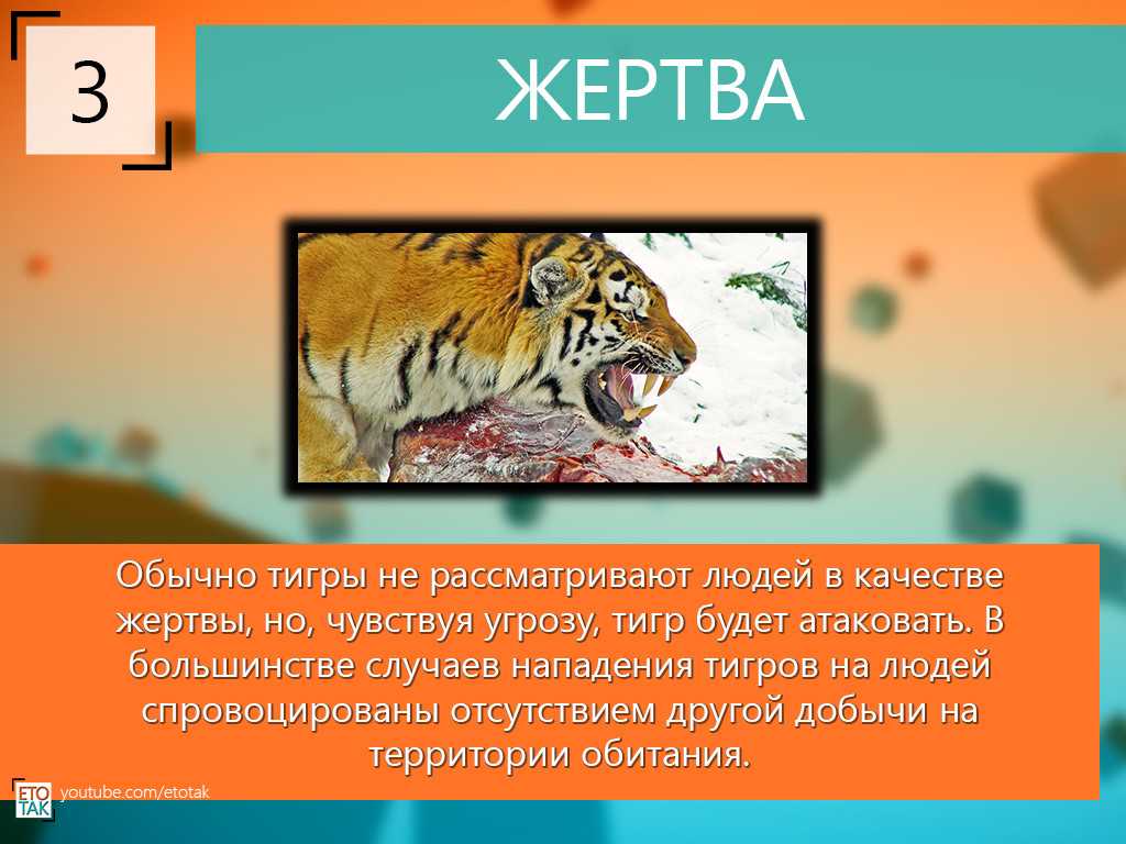 Виды и подвиды тигров: современные, редкие и вымершие — природа мира