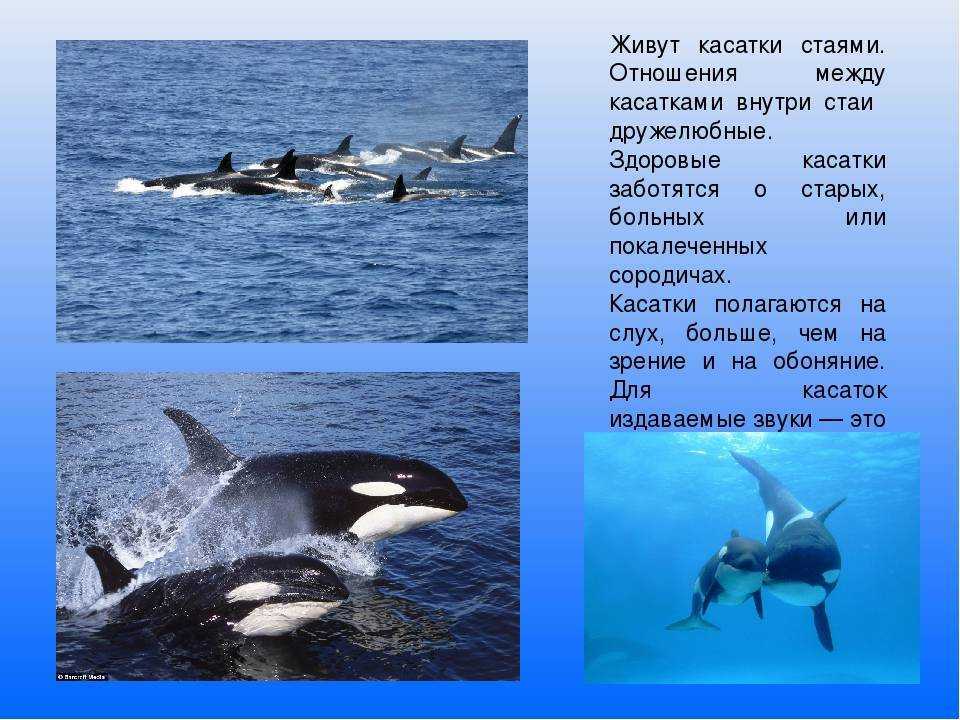 Самые распространённые виды китов (20 китообразных планеты)
