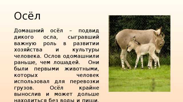 Самое большое млекопитающее в мире