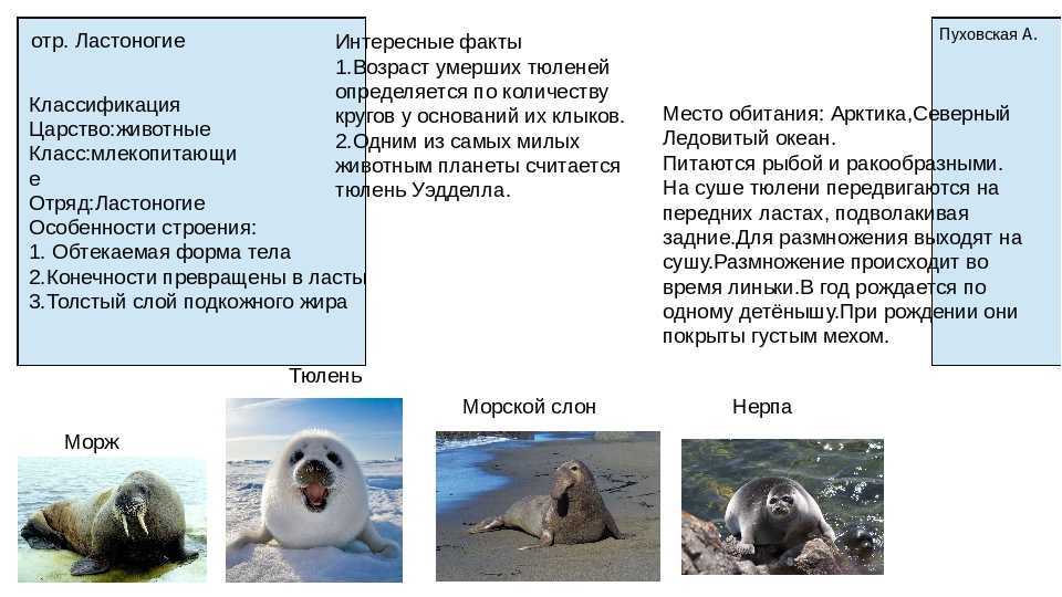 Топ-10 самых крупных млекопитающих на земле