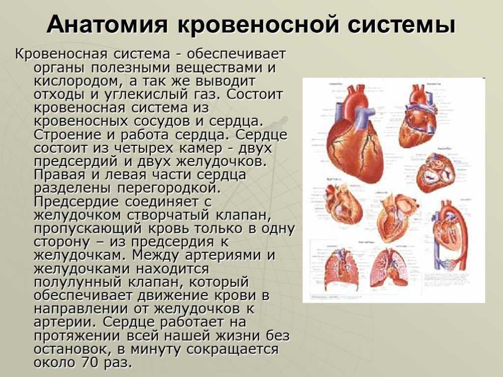 Кровеносная система человека | дистанционные уроки