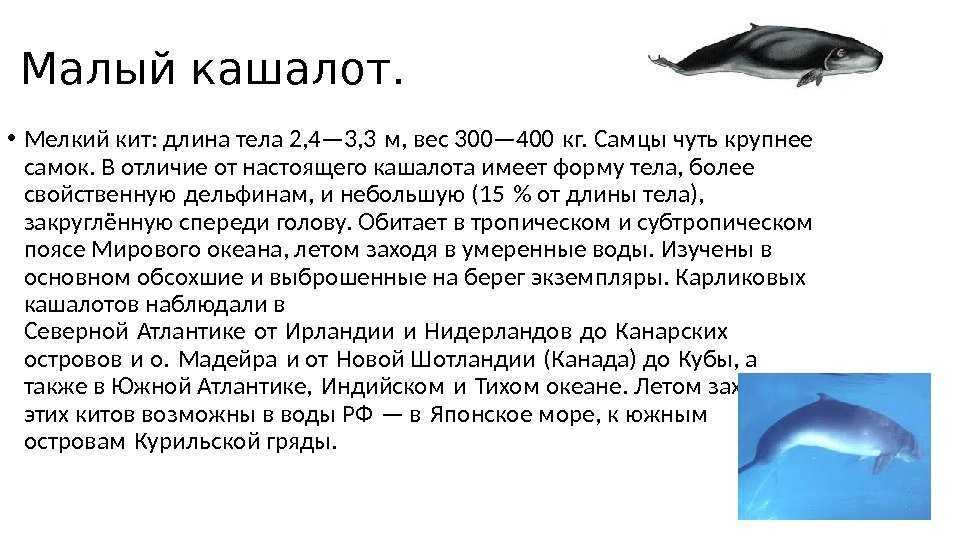 Морская фауна: рыбы, киты, кораллы, ракообразные, моллюски и прочие морские животные