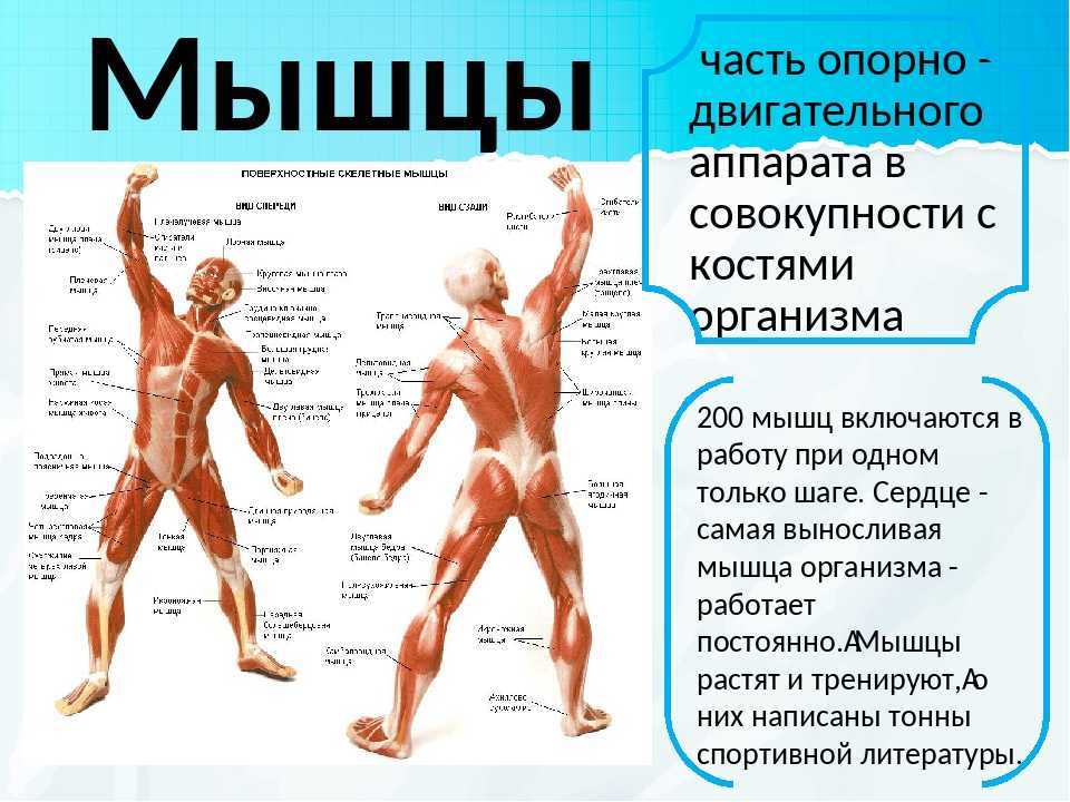 Опорно двигательный аппарат реферат с картинками