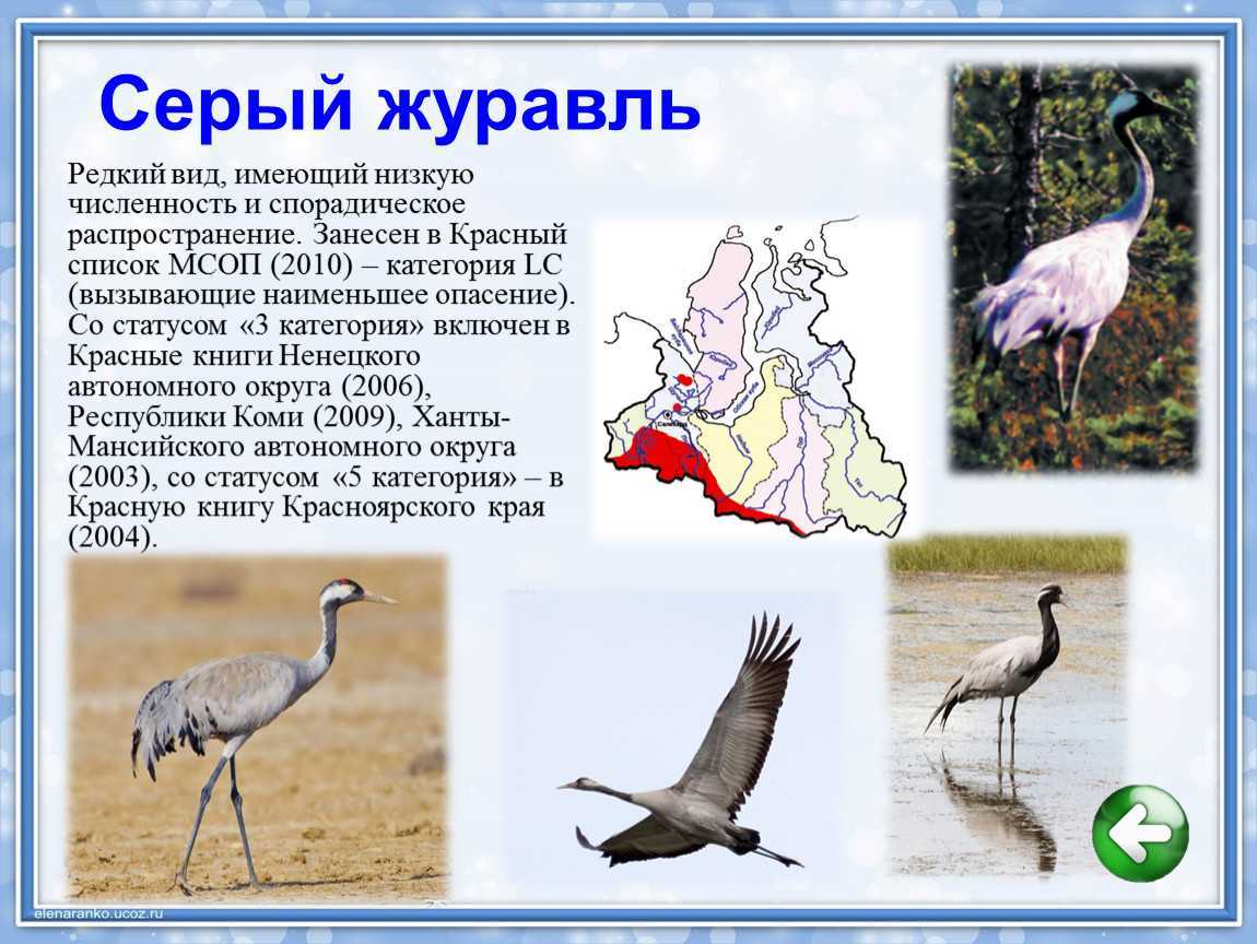 Цапля