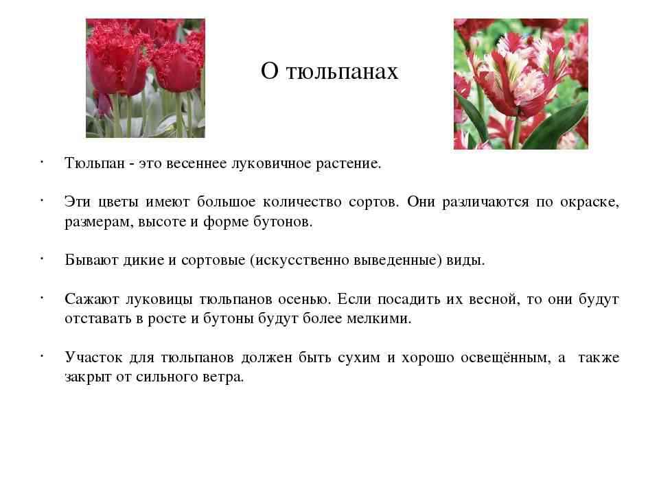 Тюльпан текс. Описание тюльпана. Описание цветка тюльпана. Тюльпан описание растения. Доклад про тюльпан.