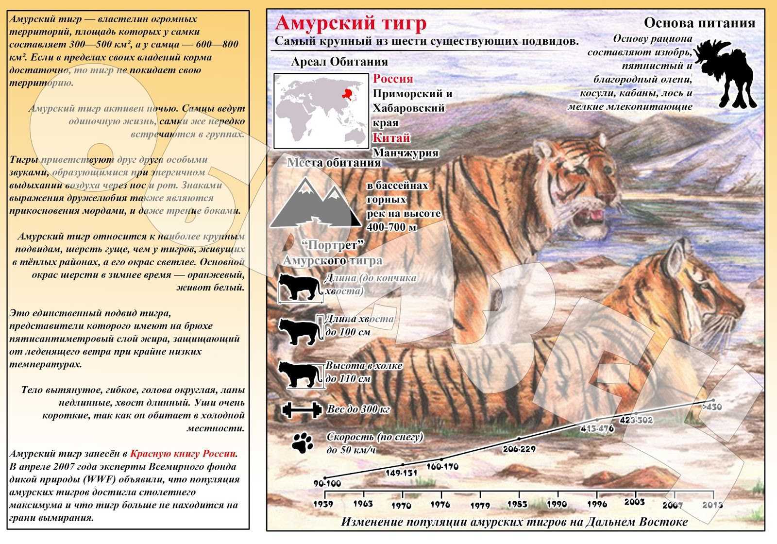 Амурский тигр panthera tigris altaica