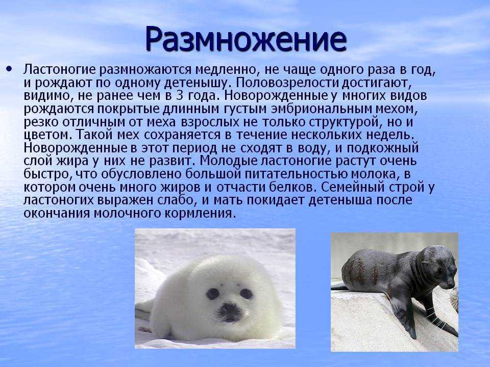 Сивуч (фото): как выглядит, где обитает, чем питается и интересные факты
