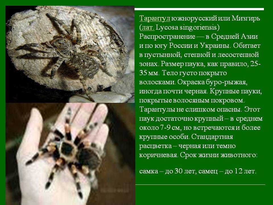 Тарантул паук. образ жизни и среда обитания паука тарантула | живность.ру