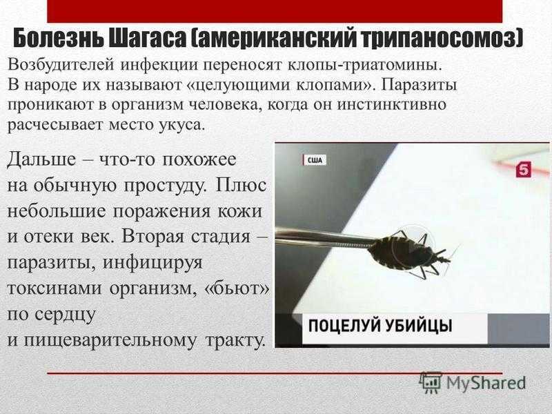 Странные и редкие животные, о которых вы не знали • всезнаешь.ру