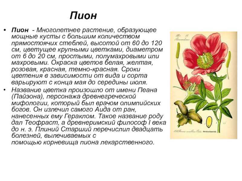 Пионы по фен-шуй: значение цветка