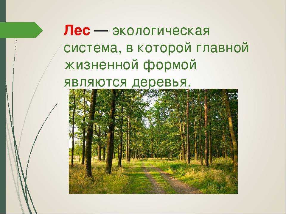 Растение лесных зон интересные факты – 4 класс кратко