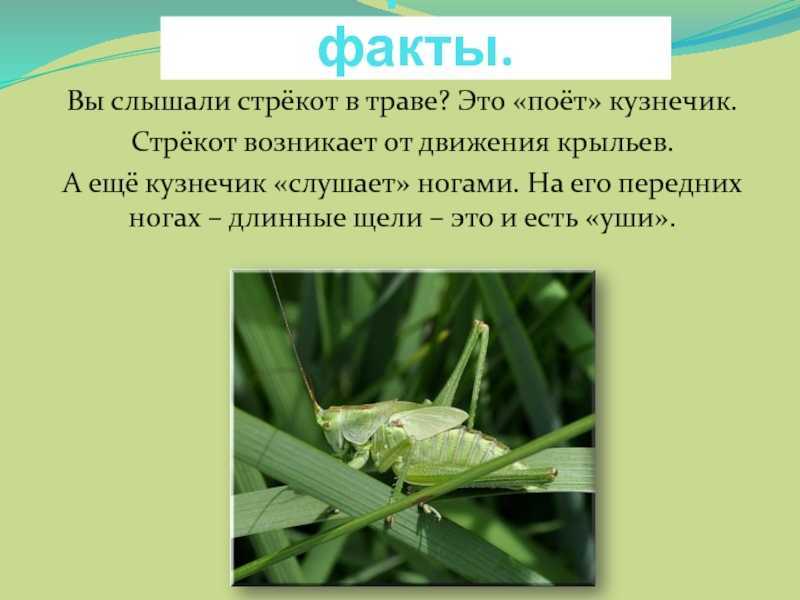 Кузнечики — внешнее строение, образ жизни и особенности поведение