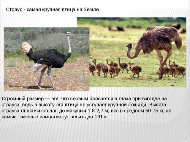 Почему страус быстро бегает? ( из цикла "африканские притчи")