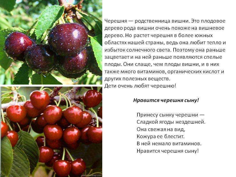 Вишня - это дерево или кустарник, где растет куст в россии, ягода или фрукт, ответ