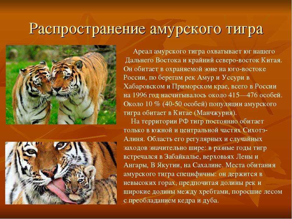 Амурский тигр в красной книге россии – где обитает амурский тигр