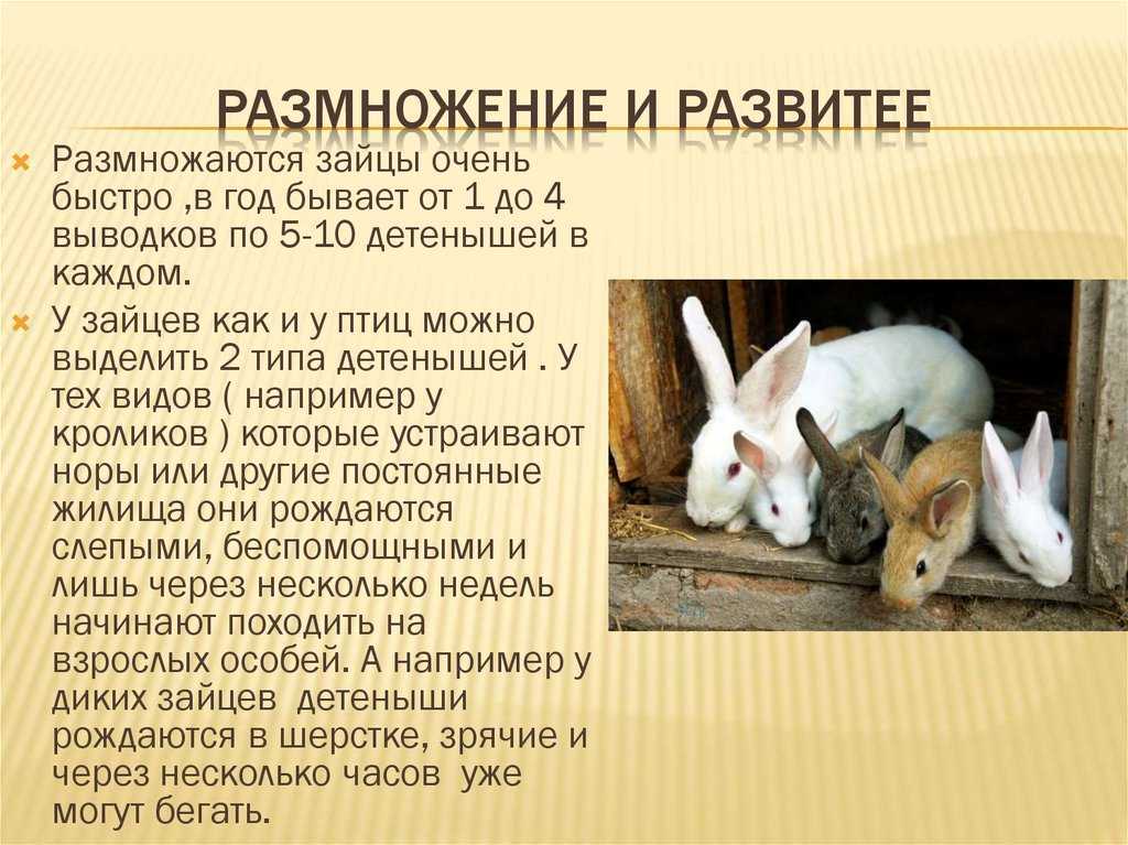 про зайцев расскажут вам о повадках и образе жизни этих длинноухих животных Зайцы встречаются в фольклоре многих народов, а также