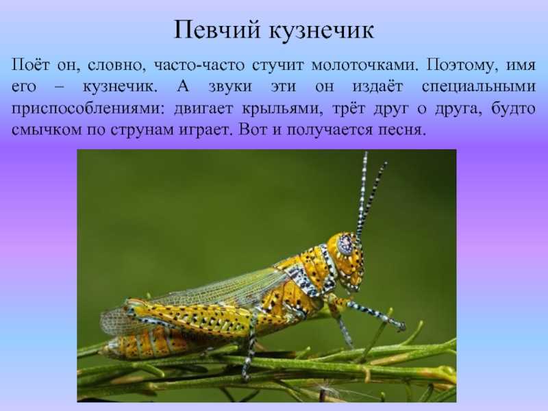 Чем питается зеленый кузнечик и зачем он стрекочет кузнечики в аквариуме