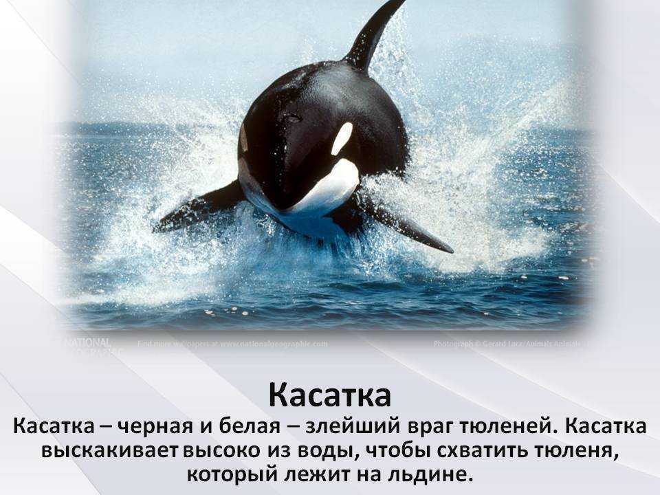 Касатка кит. описание, особенности, виды, образ жизни и среда обитания касатки