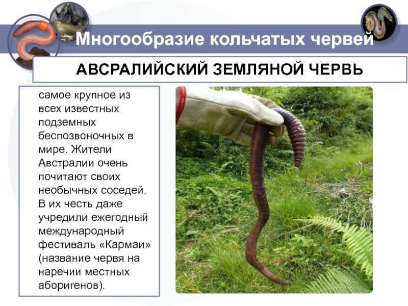 Животный мир планеты: характеристика, особенности, роль, угрозы и защита — природа мира