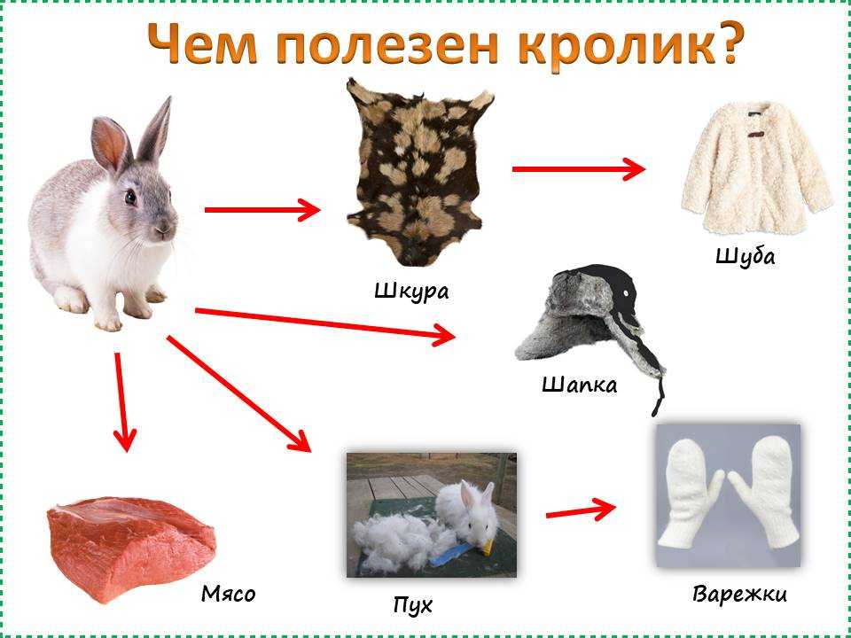 50 интересных фактов о кошках