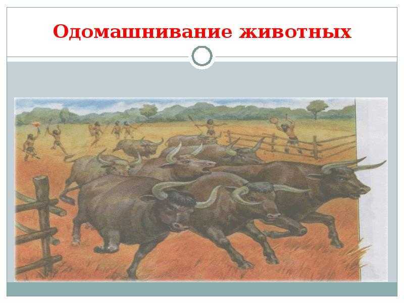 Одомашнивание кошек - как происходило одомашнивание кошек