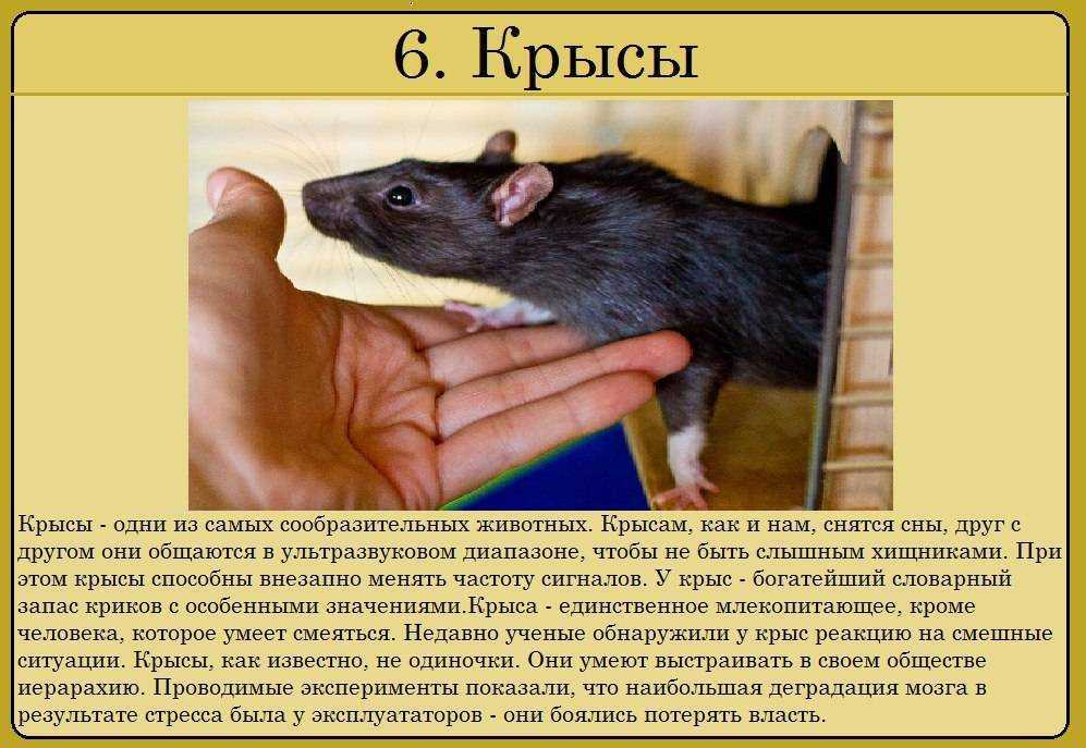 Свинья: характеристика, породы и домашнее содержание | планета животных