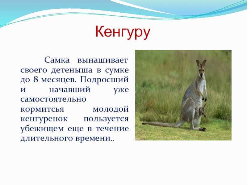 Кенгуру найти слово. Кенгуру презентация. Кенгуру описание. Кенгуру доклад. Интересные факты о кенгуру.