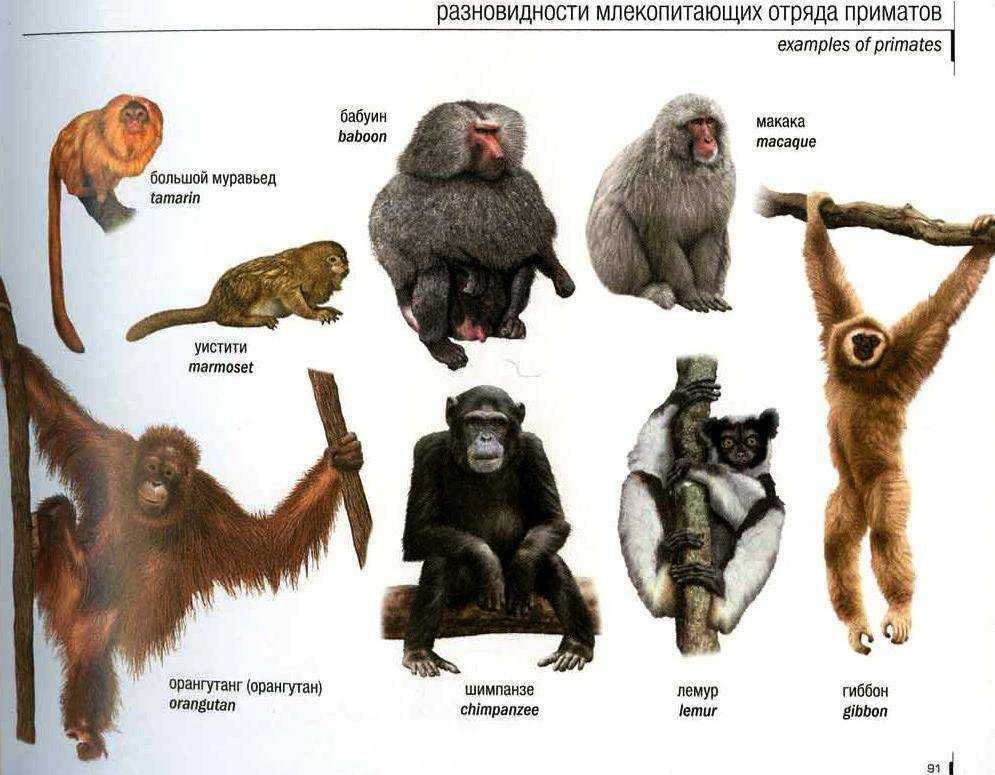 Горилла
