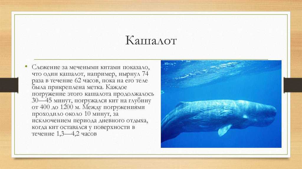 Где живет кит русский язык 1 класс. Кашалот. Кашалот презентация. Кашалот описание. Кашалот для детей.