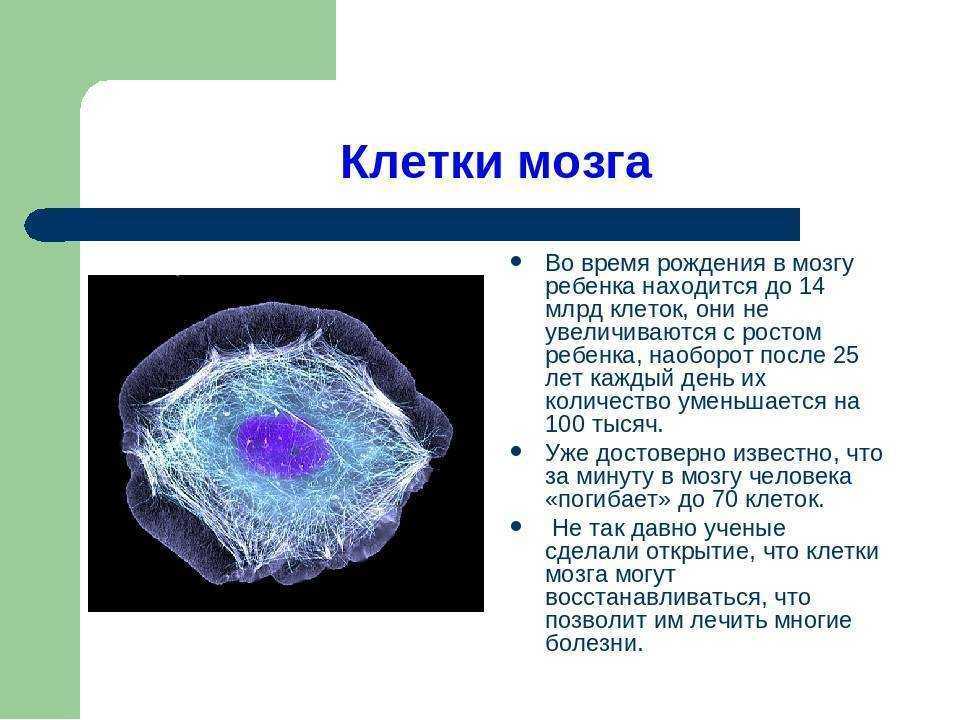Биология — гипермаркет знаний