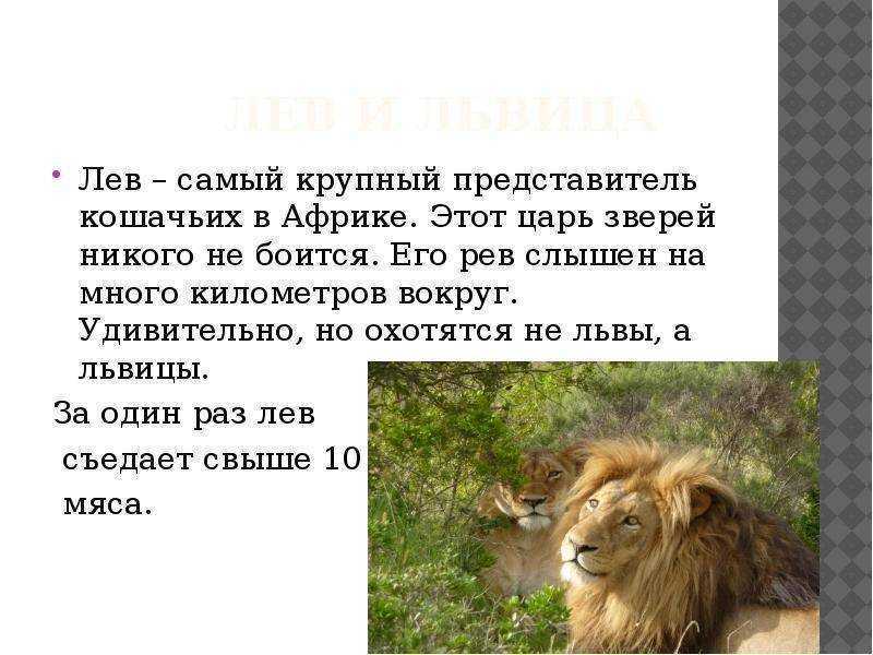 Топ-10 самых крупных хищников на земле